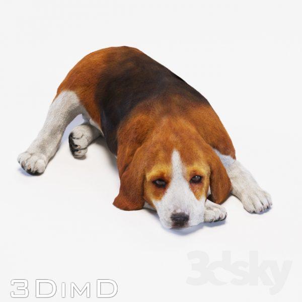 مدل سه بعدی سگ beagle